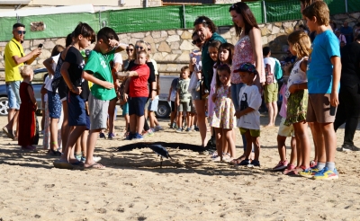 imagen actividad de cetrería