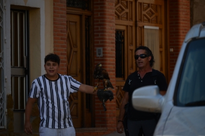 imagen actividad de cetrería