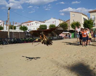 imagen actividad de cetrería